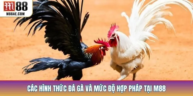 Các hình thức đá gà và mức độ hợp pháp tại M88