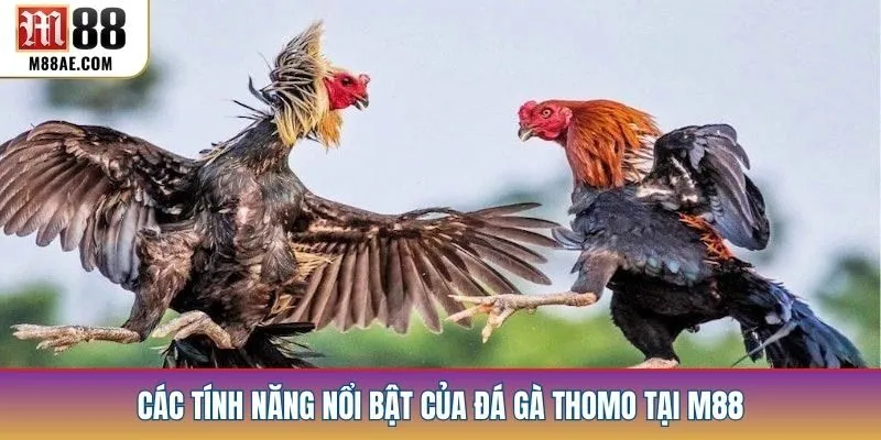 Các tính năng nổi bật của đá gà Thomo tại M88