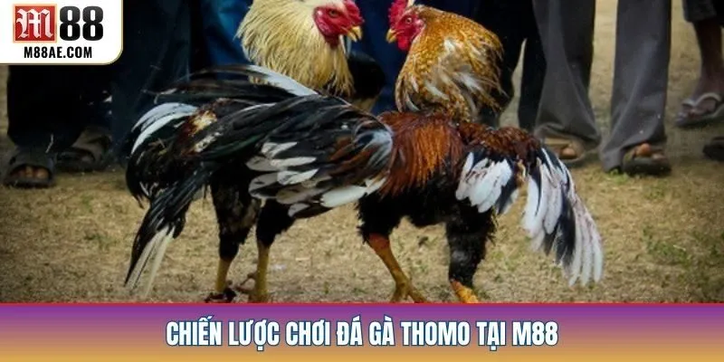 Chiến lược chơi đá gà Thomo tại M88