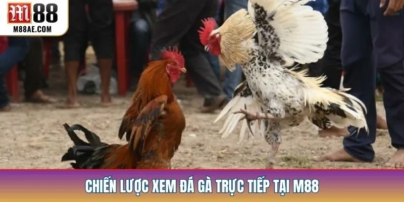 Chiến lược xem đá gà trực tiếp tại M88