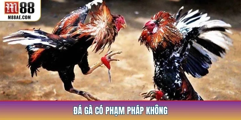 Đá Gà Có Phạm Pháp Không