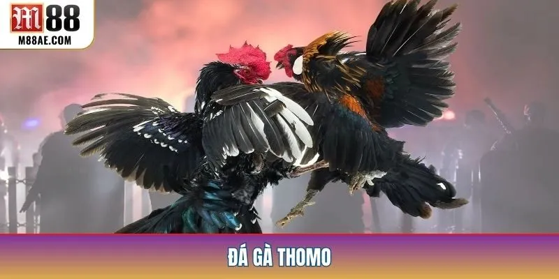 Đá Gà Thomo