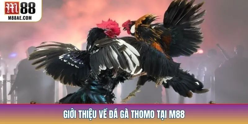 Giới thiệu về đá gà Thomo tại M88
