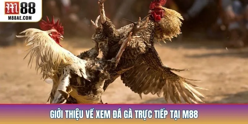 Giới thiệu về xem đá gà trực tiếp tại M88