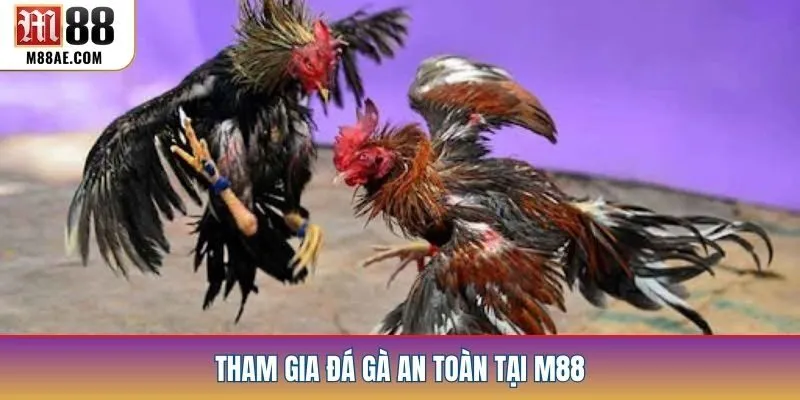 Tham gia đá gà an toàn tại M88