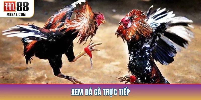 Xem Đá Gà Trực Tiếp